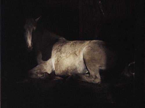 © Charlotte Dumas. All Rights Reserved.