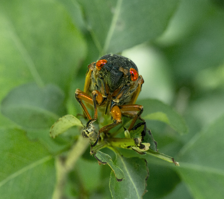 THEM! ©2013 Dave Ortiz