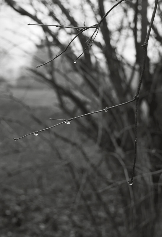 G2015 Dave Ortiz from, A Walk In The Park