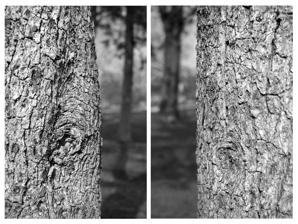 ©2015 Dave Ortiz, from the series, A Walk In The Park.