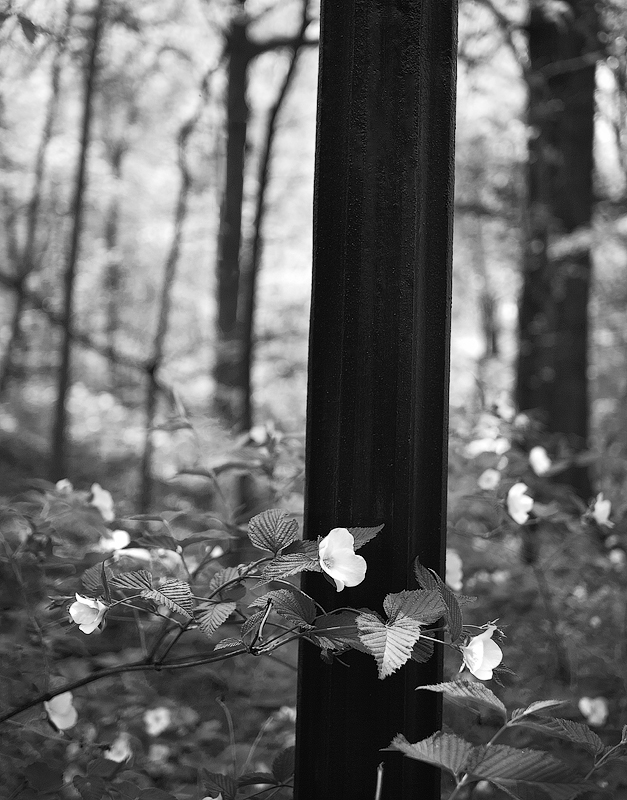 ©2015 Dave Ortiz, from the series, A Walk In The Park.