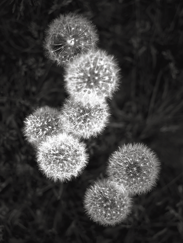 ©2015 Dave Ortiz, from the series, A Walk In The Park