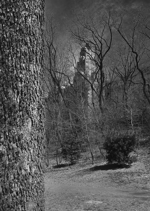 From the series, A Walk In The Park.  ©2015 Dave Ortiz