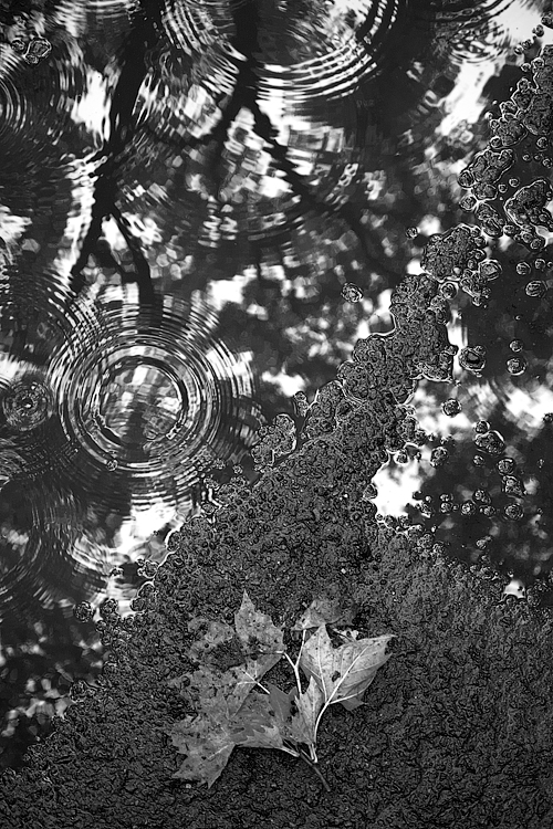 From the series, A Walk In The Park. ©2015 Dave Ortiz